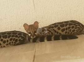 Genets for sale