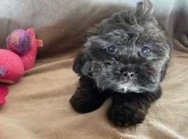 CUTE AND CUDDLY LITTLE POOSHI PUPPIES - TEDDYBEAR DOGS - PAWSITIVELY PERFECT PETS