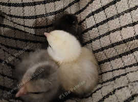 Heated brooder and day old chicks