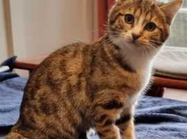 Lovely Bengal x kittens, vaccinated and neutered READY NOW