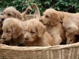 Find Pugalier Dogs Pug Cross Cavalier King Charles Spaniel For