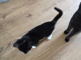 Kitten looking for a good home £40