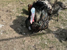 Turkey stag and 3 females
