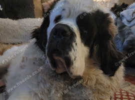 13mth old st bernard bitch