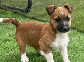 Jack russell best sale stud near me