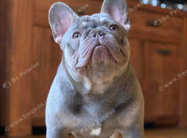 Lilac and tan health tested kc registered male