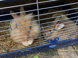 I have 2 Beautiful rabbits needing forever loving home together