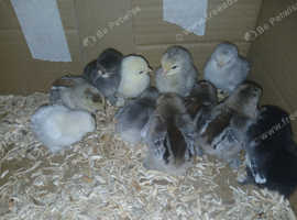 Chicks - Pekin Bantam day old