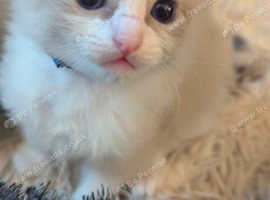 Pure ragdoll kittens for sale