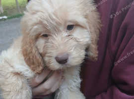 Cockerpoo