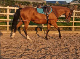 Irish sport horse