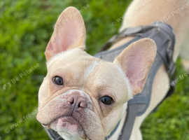 My boy is looking for a 5 star forever home