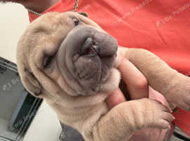 Beautiful Chinese Shar Pei Puppies
