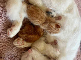 Four gorgeous kittens!