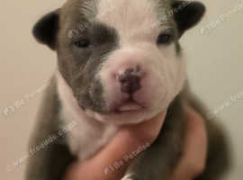 4 boys 3 girls pocket bully pups