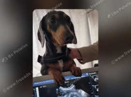 Ultrasound canine pregnancy confirmation scanning