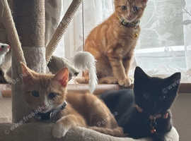 Kittens for sale