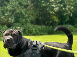 Shar peis