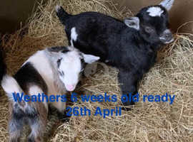 2 lovely pygmy weathers and 1 nanny looking for a new home