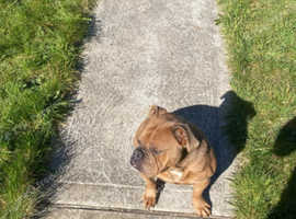 Old tyme British bulldog dog