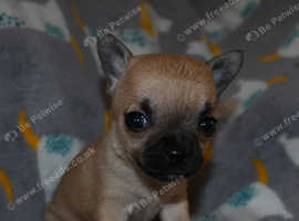 Frenchie cross Pomeranian puppies