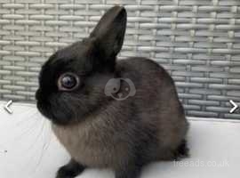 Netherland dwarf black rabbit