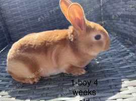Gorgeous mini Rex