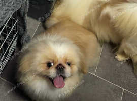 Stunning top quality cream and white Pekingese male