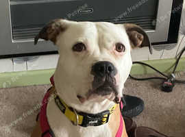 Gorgeous boxer cross girl available for adoption