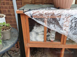 Paired, spayed/neutered rabbits for new loving home along with outdoor hutch, small indoor hutch and all other supplies.