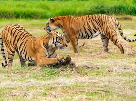 India Safari Holiday