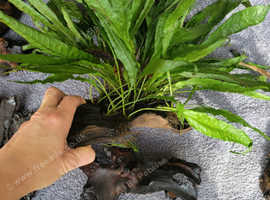 Fish Tank Plants and Bogwood. Aquarium Live plants