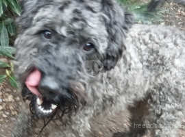 Kerry blue terrier for rehoming