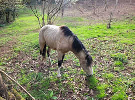 Beautiful Dun New Forest gelding