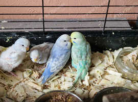 Baby Budgies For Sale in Nottingham NG5 on Freeads Classifieds ...