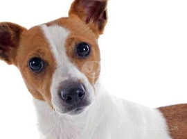 Jack Russell Dogs And Puppies Wanted In Bedford Find Dogs And