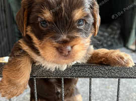 PEDIGREE CHUNKY MONKEY YORKIES