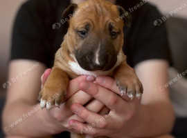 5 Beautiful pups for sale
