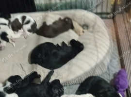 Gorgeous puppies