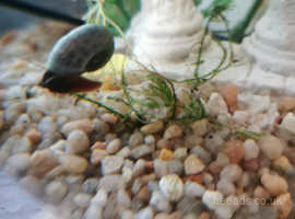 Ramshorn snails