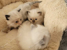 Pure Ragdoll kittens for sale