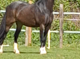 Welsh b mare 5yrs 12.2