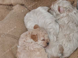 Maltipoo Puppies F1b