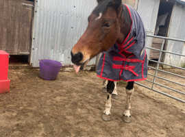 Voluntary equine help needed