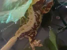 Various crested geckos including  extreme harlequins