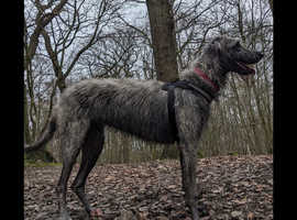 Irish wolfhound / Deerhound cross 13 months old female house pet