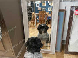 Shih Tzu puppy wanted