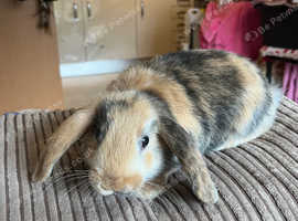 Maple the lop