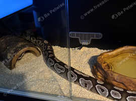 Mojave ball Python for sale including full set up.