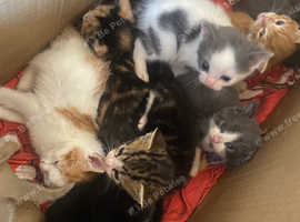 Kittens for sale
